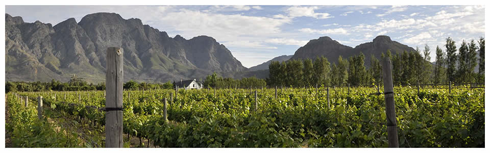 Full Day Wine Tour Paarl