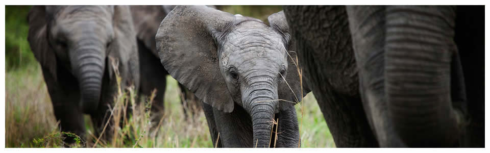 South Africa Safari